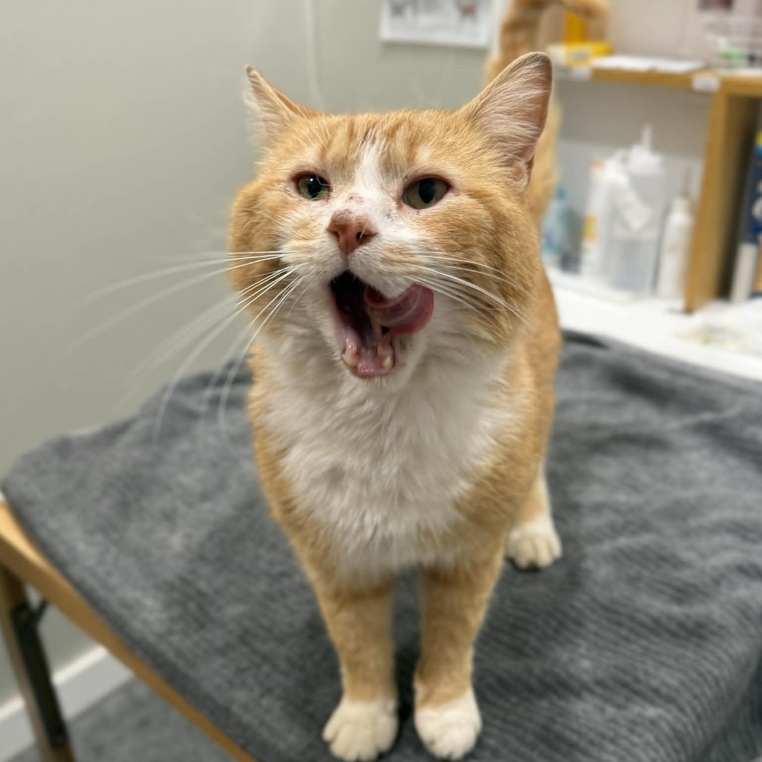 Enlarge Keith, an adopted mixed breed in Penn Yan, NY image 3/4