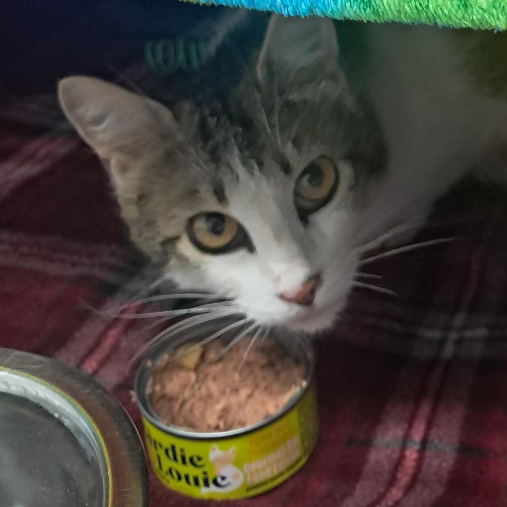 Marigold, Adoptable, Adult Female Domestic Short Hair.