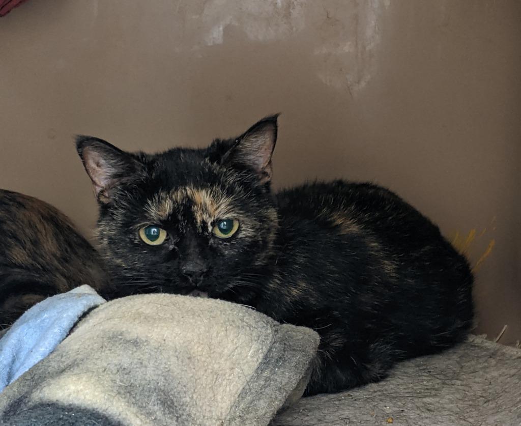 Enlarge JELLY BEAN, a Adoptable Domestic Short Hair in Battle Creek, MI image 1/1