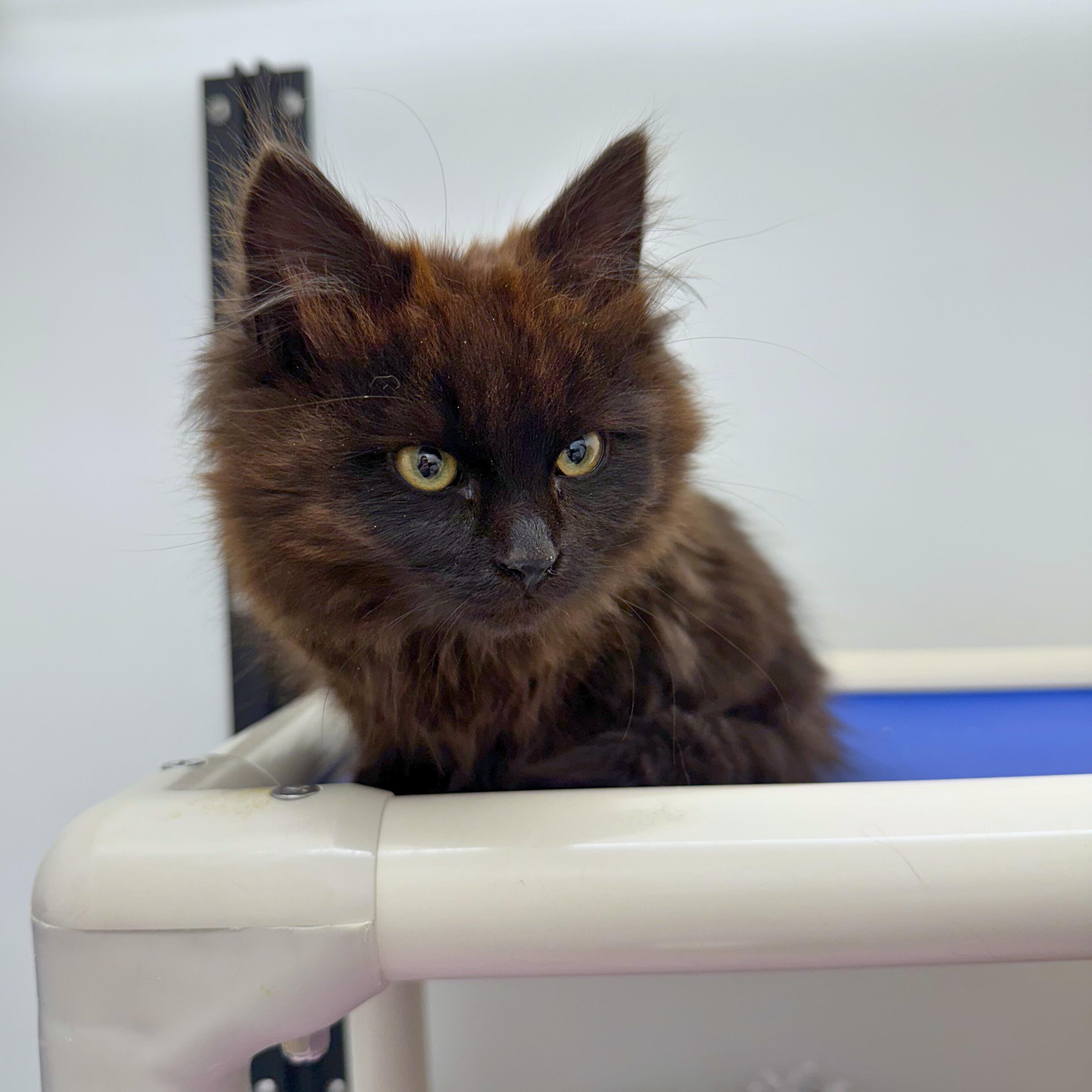 Enlarge Thelma, an adopted Domestic Medium Hair in Ridgway, CO image 3/3