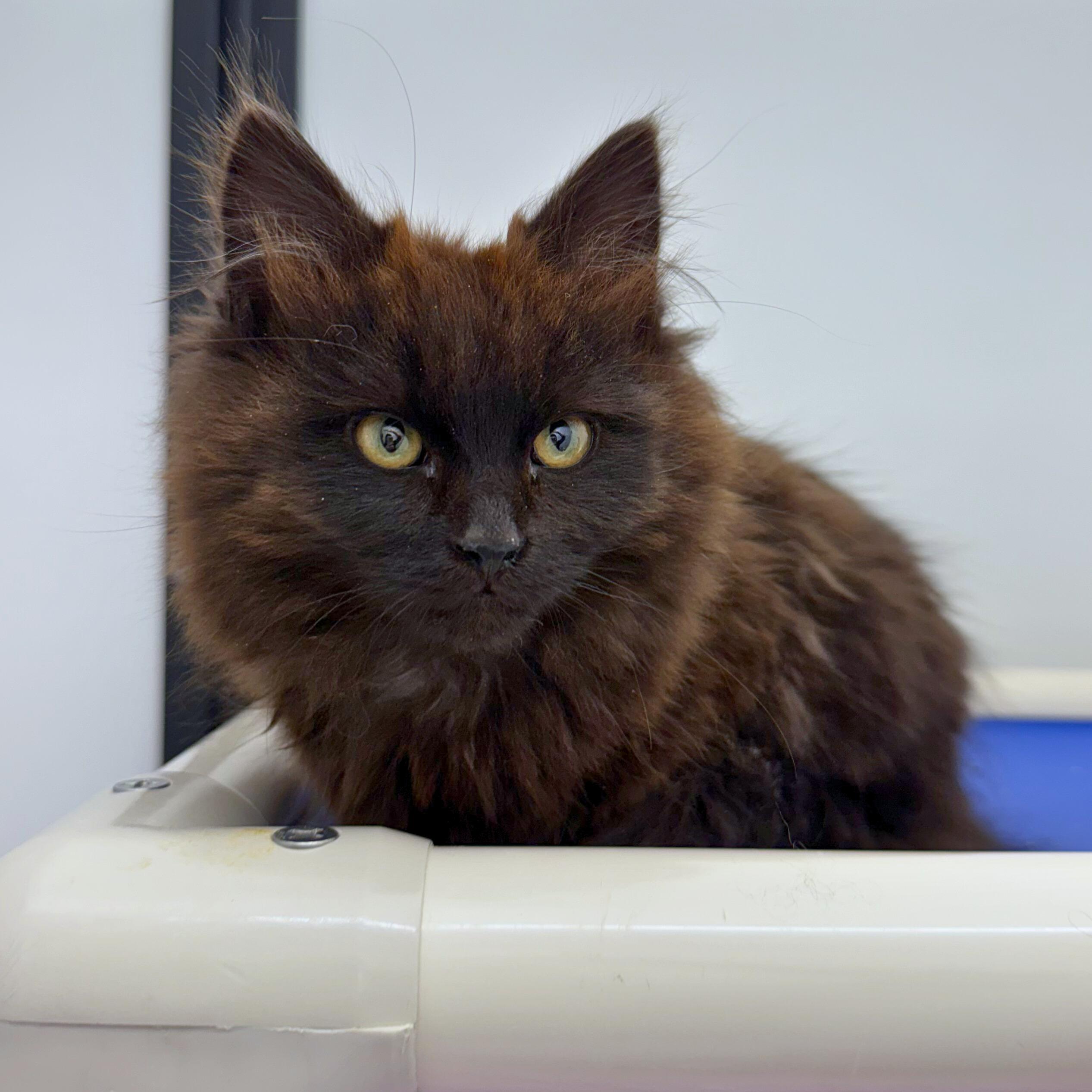 Enlarge Thelma, an adopted Domestic Medium Hair in Ridgway, CO image 1/3