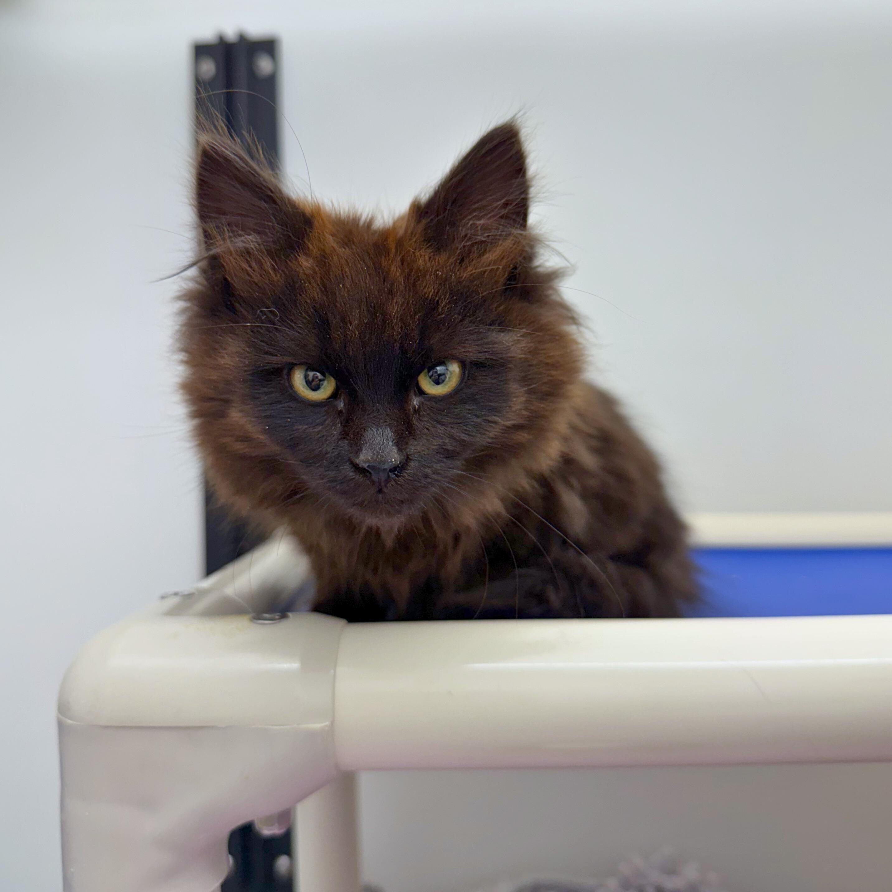 Enlarge Thelma, an adopted Domestic Medium Hair in Ridgway, CO image 2/3