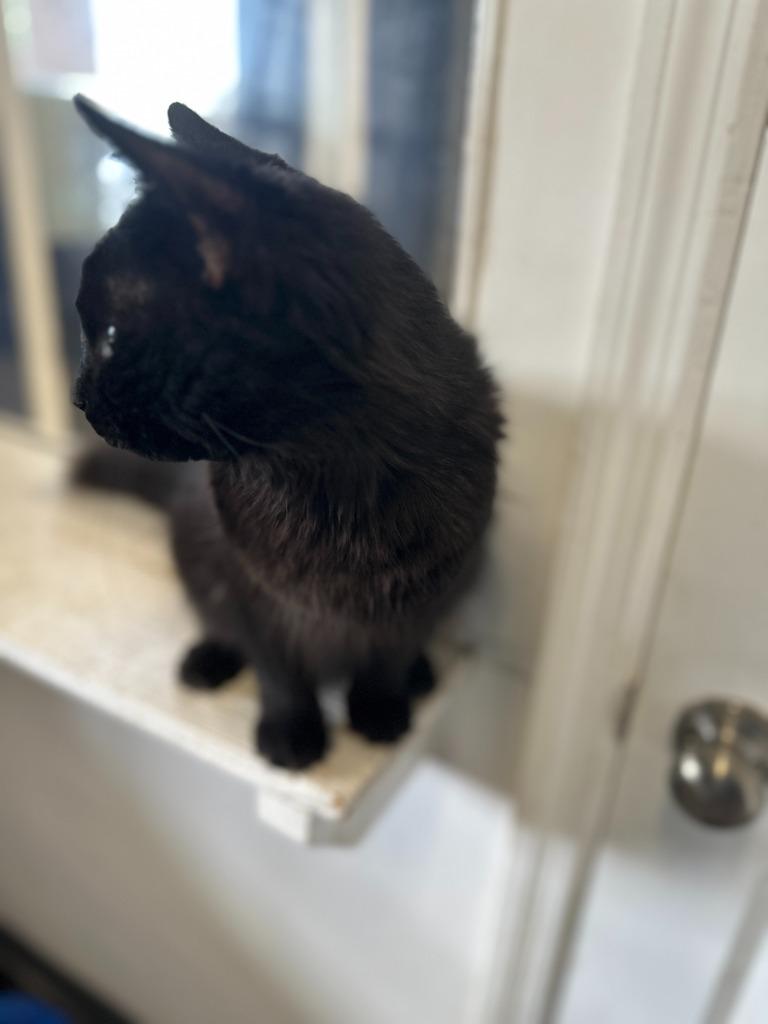 PHANTOM, Adoptable, Young Male Domestic Medium Hair.