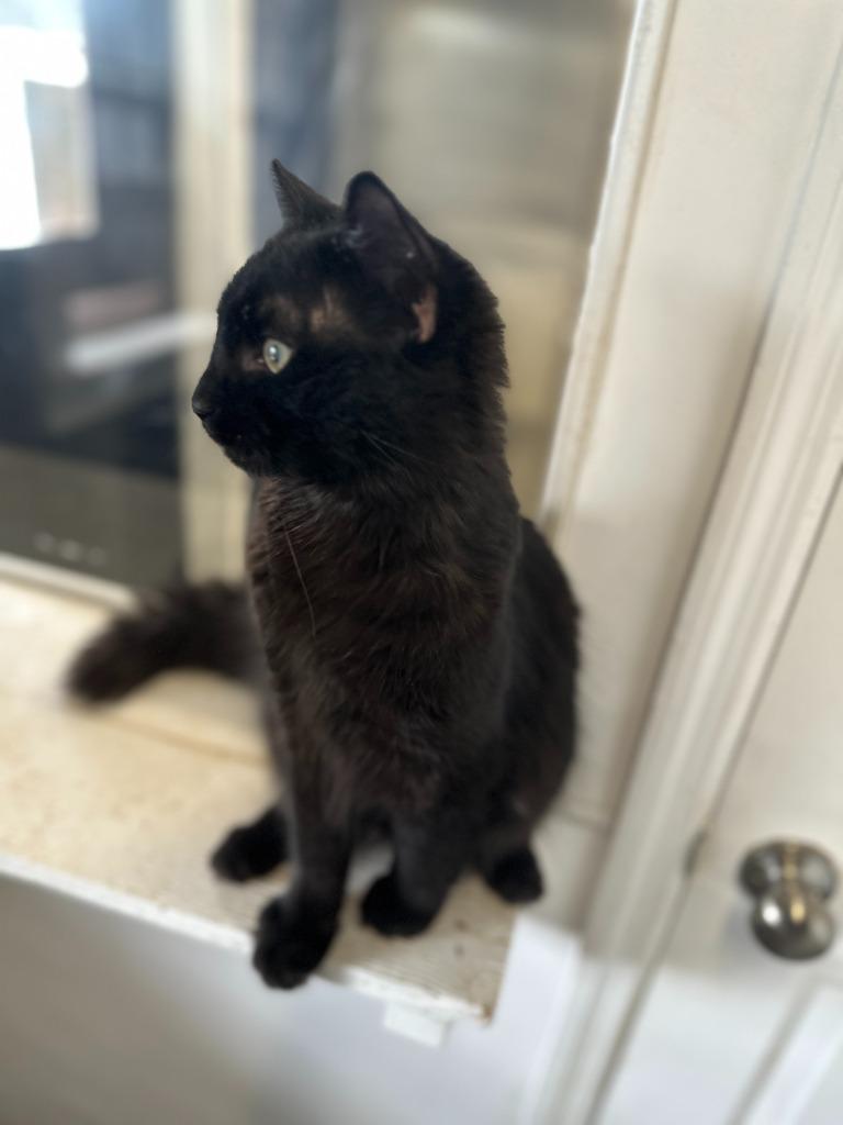 Enlarge PHANTOM, a Adoptable mixed breed in Athens, AL image 2/5