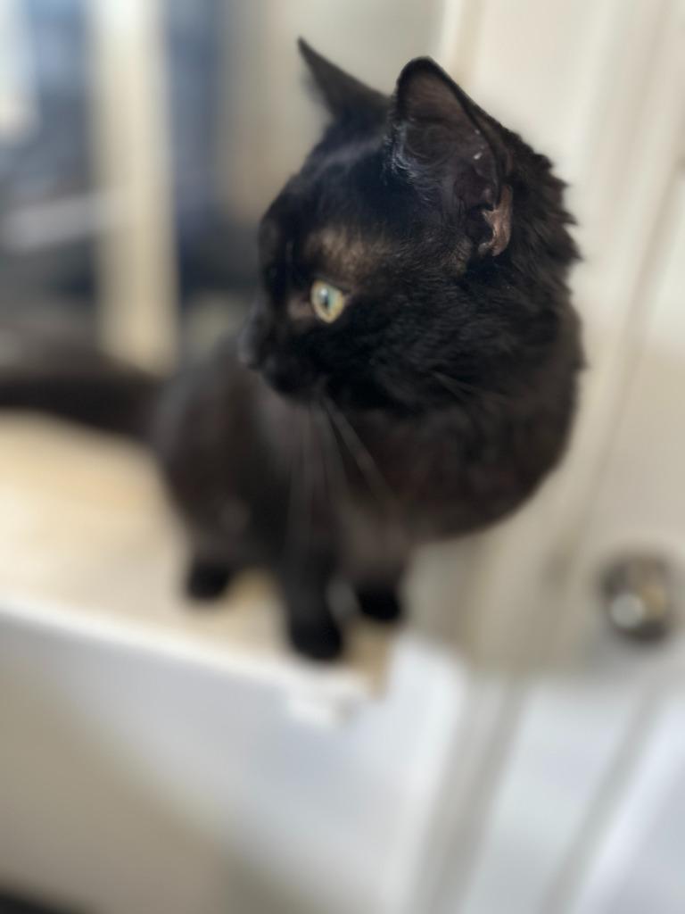 Enlarge PHANTOM, a Adoptable mixed breed in Athens, AL image 3/5