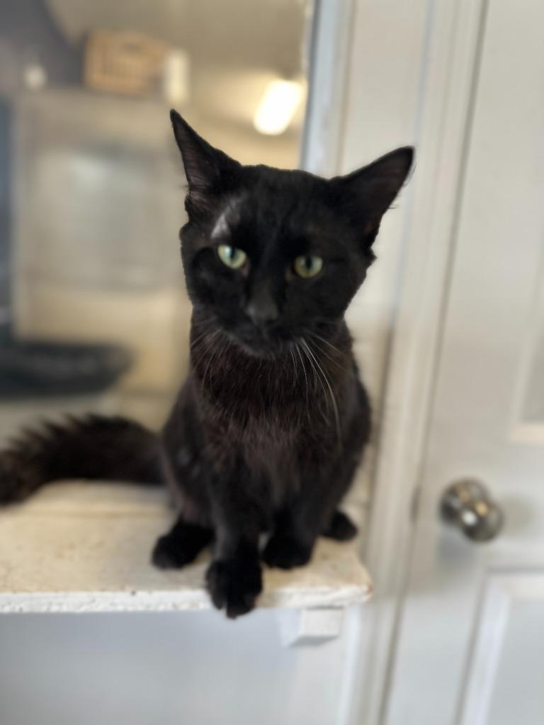 Enlarge PHANTOM, a Adoptable mixed breed in Athens, AL image 4/5