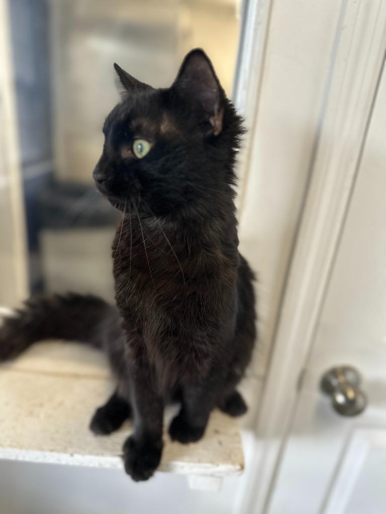 Enlarge PHANTOM, a Adoptable mixed breed in Athens, AL image 5/5