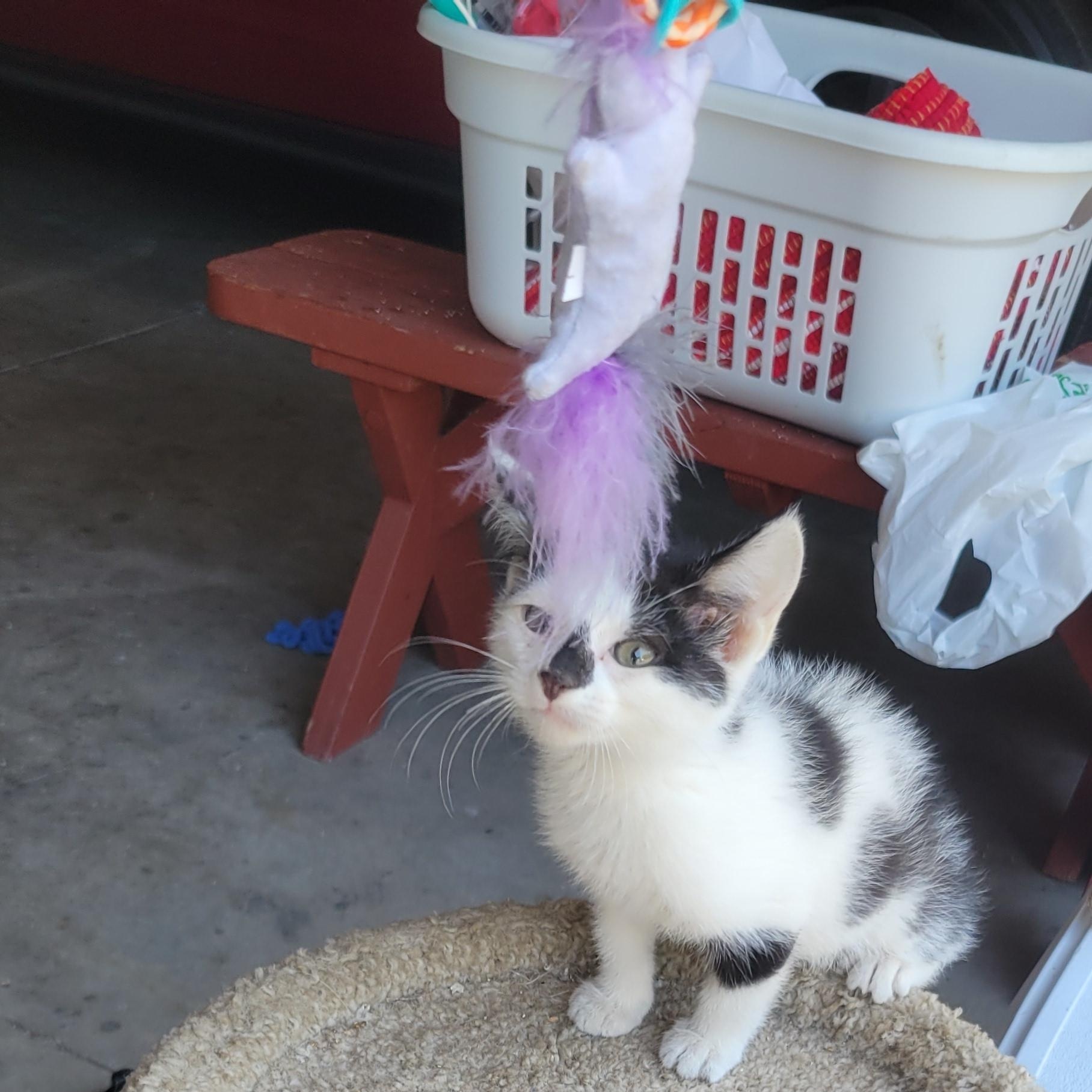 Shirley, ADOPTABLE, Kitten Female Domestic Short Hair.