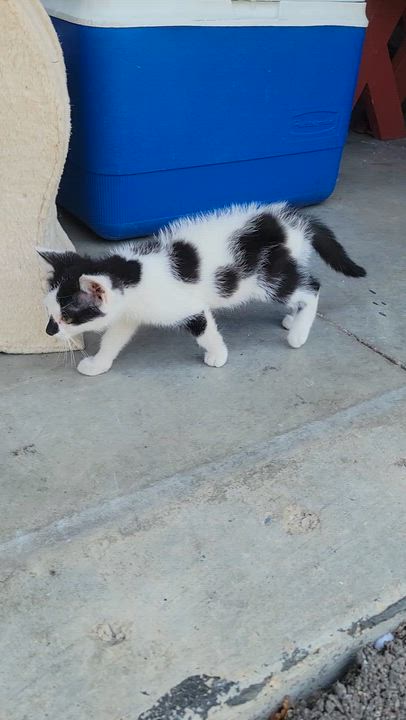 Enlarge Shirley, a ADOPTABLE mixed breed in Racine, WI video 2/2