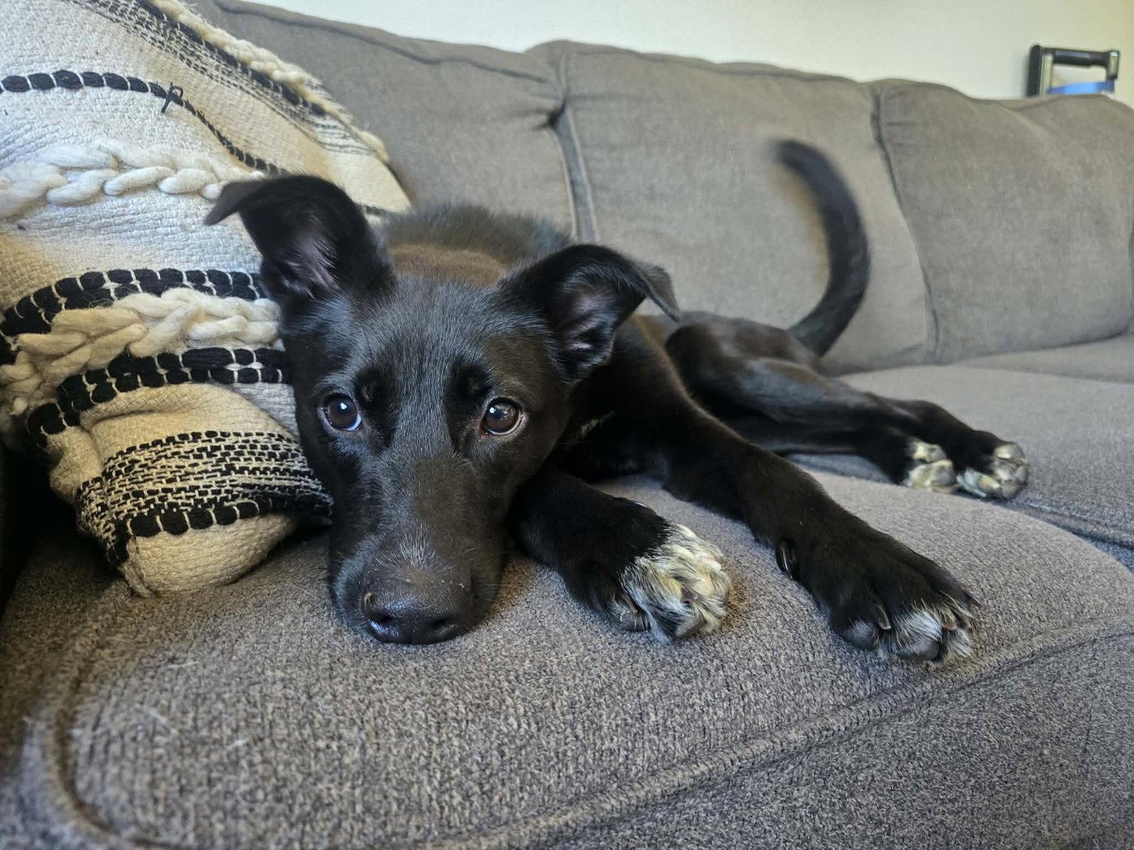 Jovi, Adoptable, Young Male Belgian Shepherd / Malinois & German Shepherd Dog.