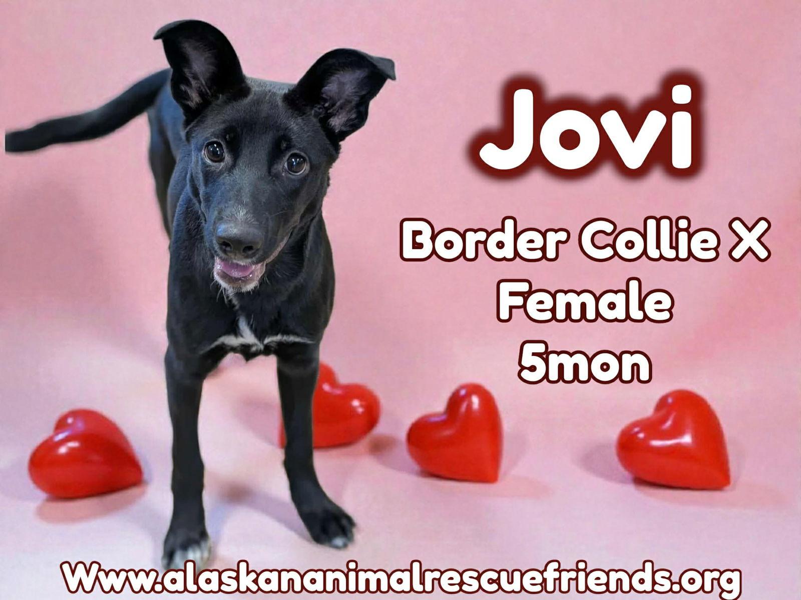 Enlarge Jovi, a Adoptable Border Collie in Anchorage, AK image 1/2
