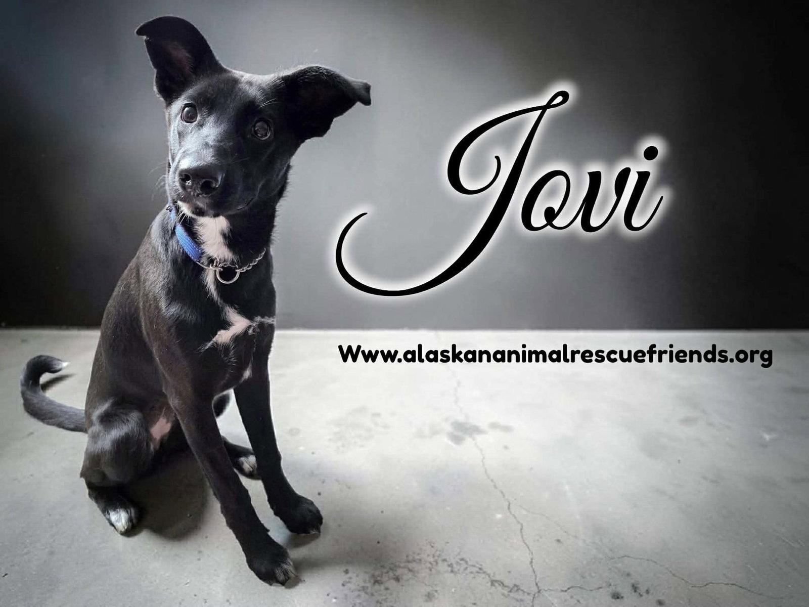 Enlarge Jovi, a Adoptable Border Collie in Anchorage, AK image 2/3