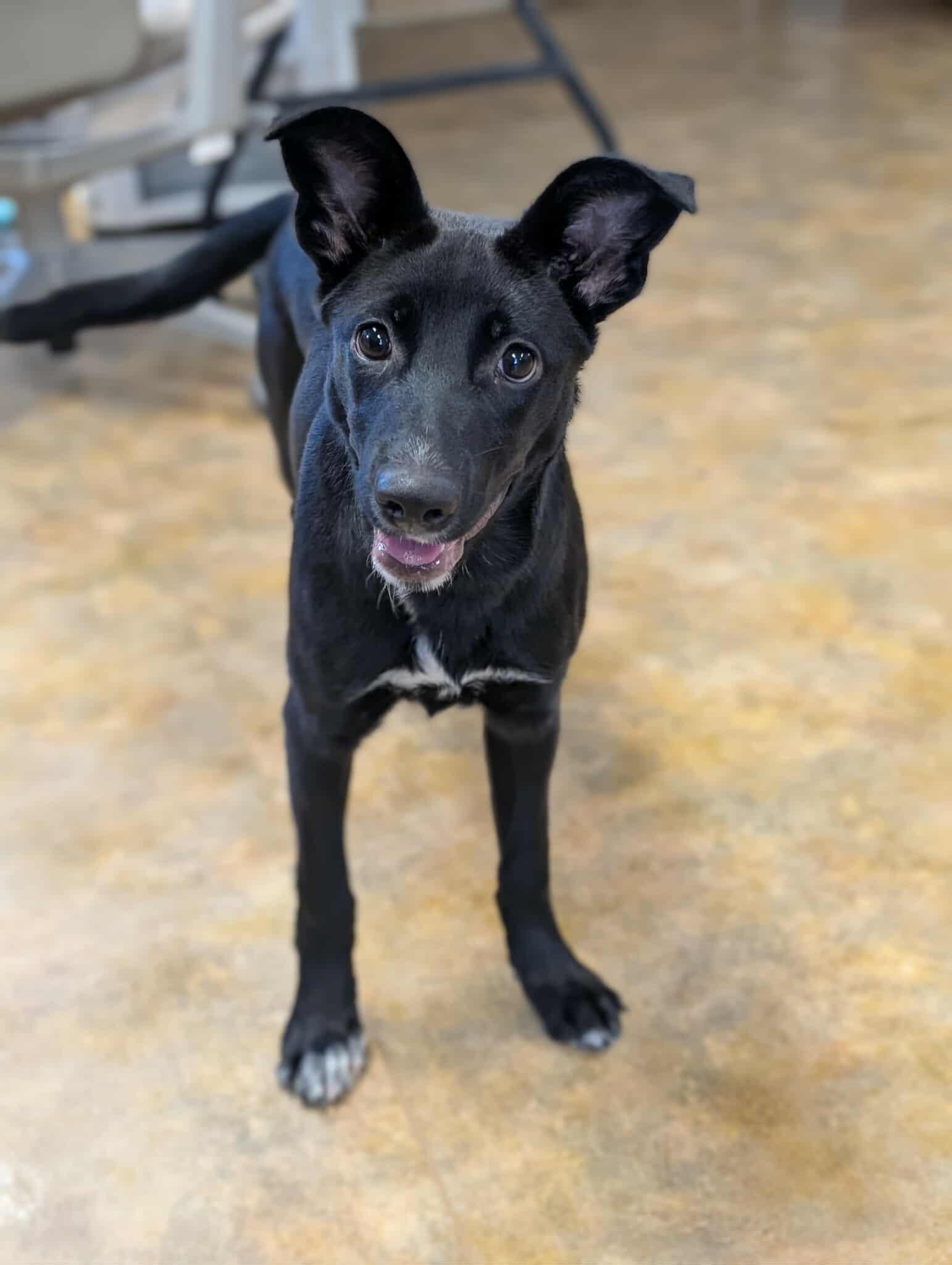 Enlarge Jovi, a Adoptable Border Collie in Anchorage, AK image 2/2