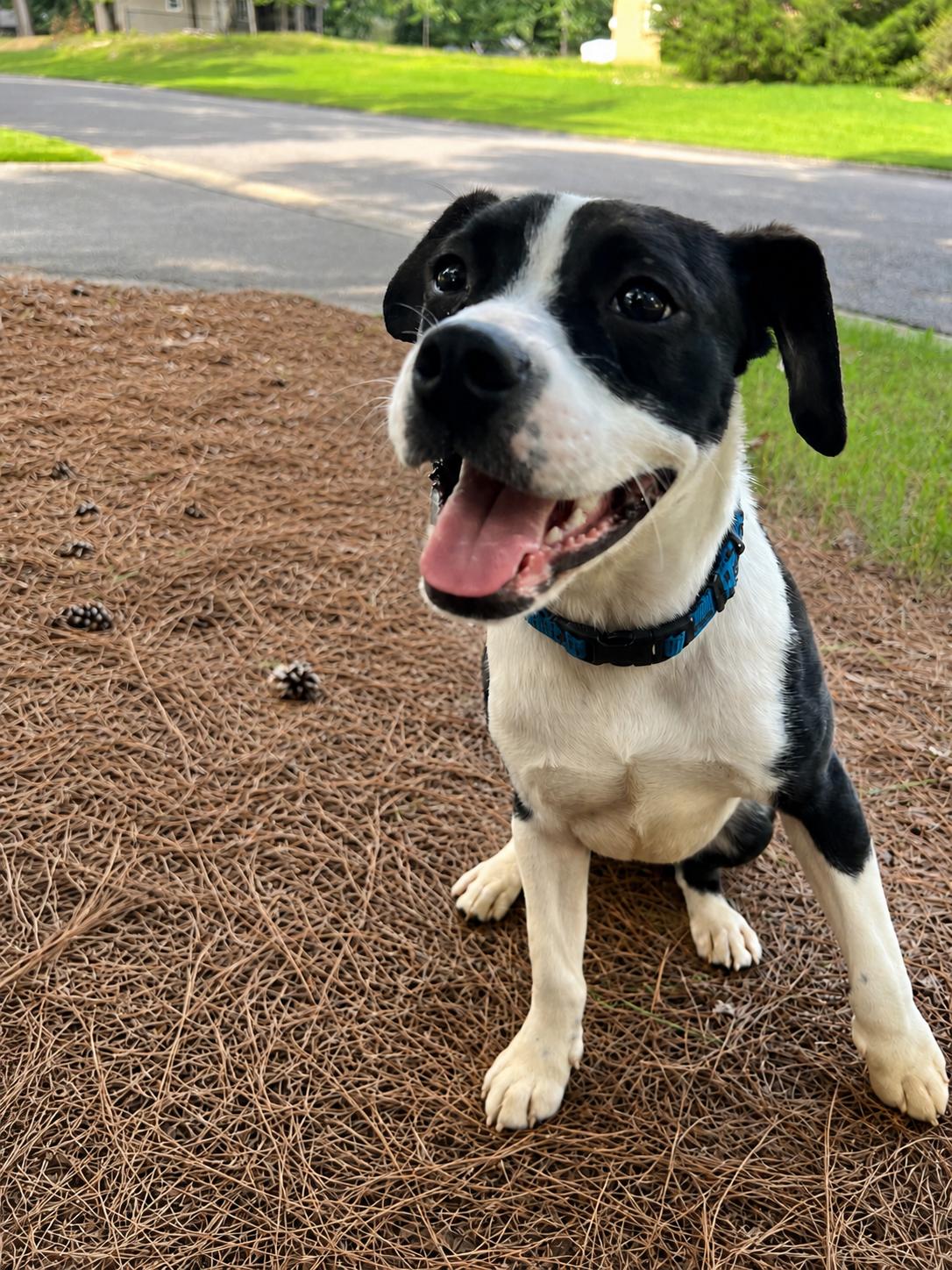 Oreo, ADOPTABLE, Young Male Boxer & Labrador Retriever.