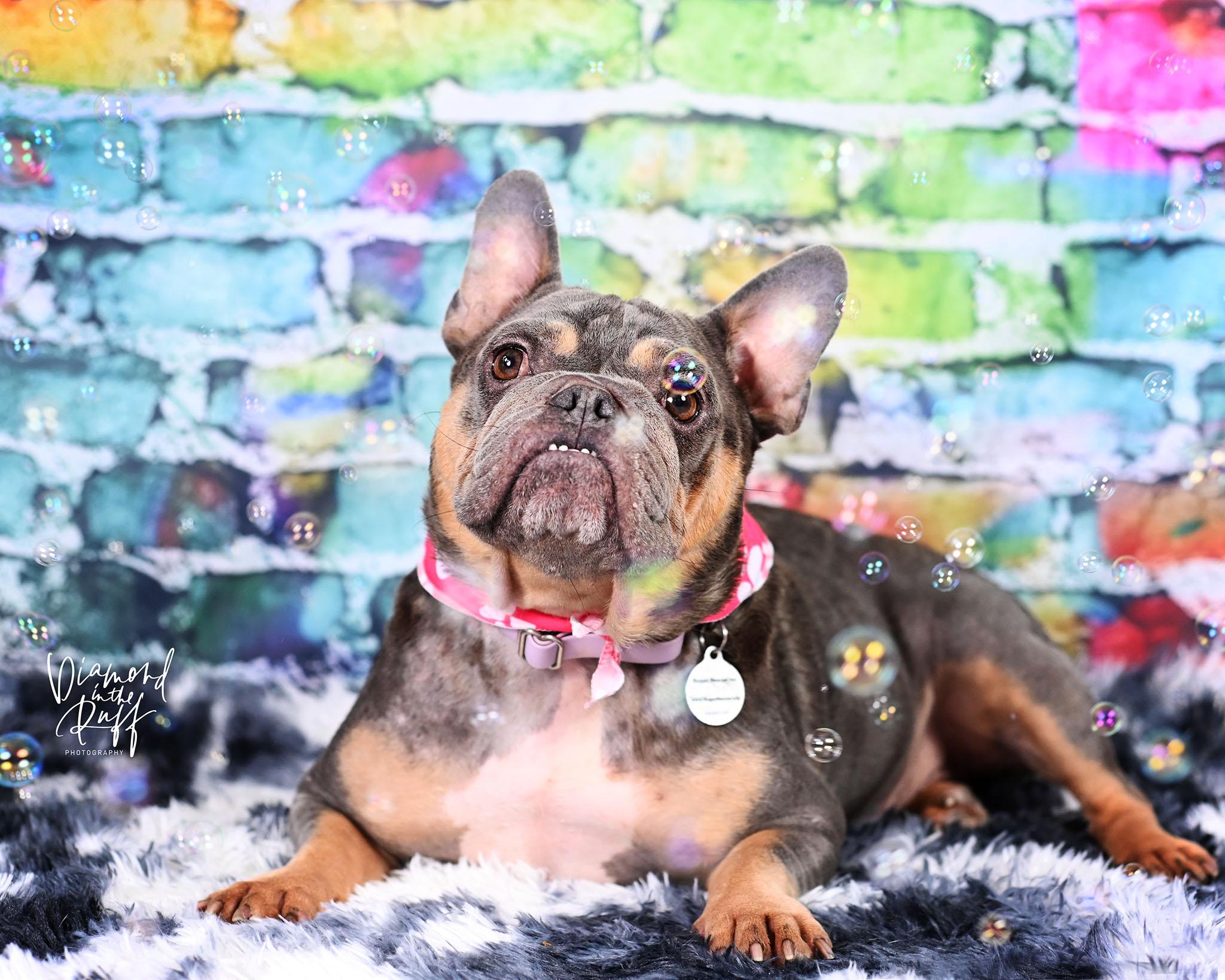 Magli, a ADOPTABLE French Bulldog in New Port Richey, FL image 3/6