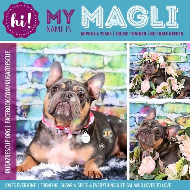 Magli, a ADOPTABLE French Bulldog in New Port Richey, FL image 1/6