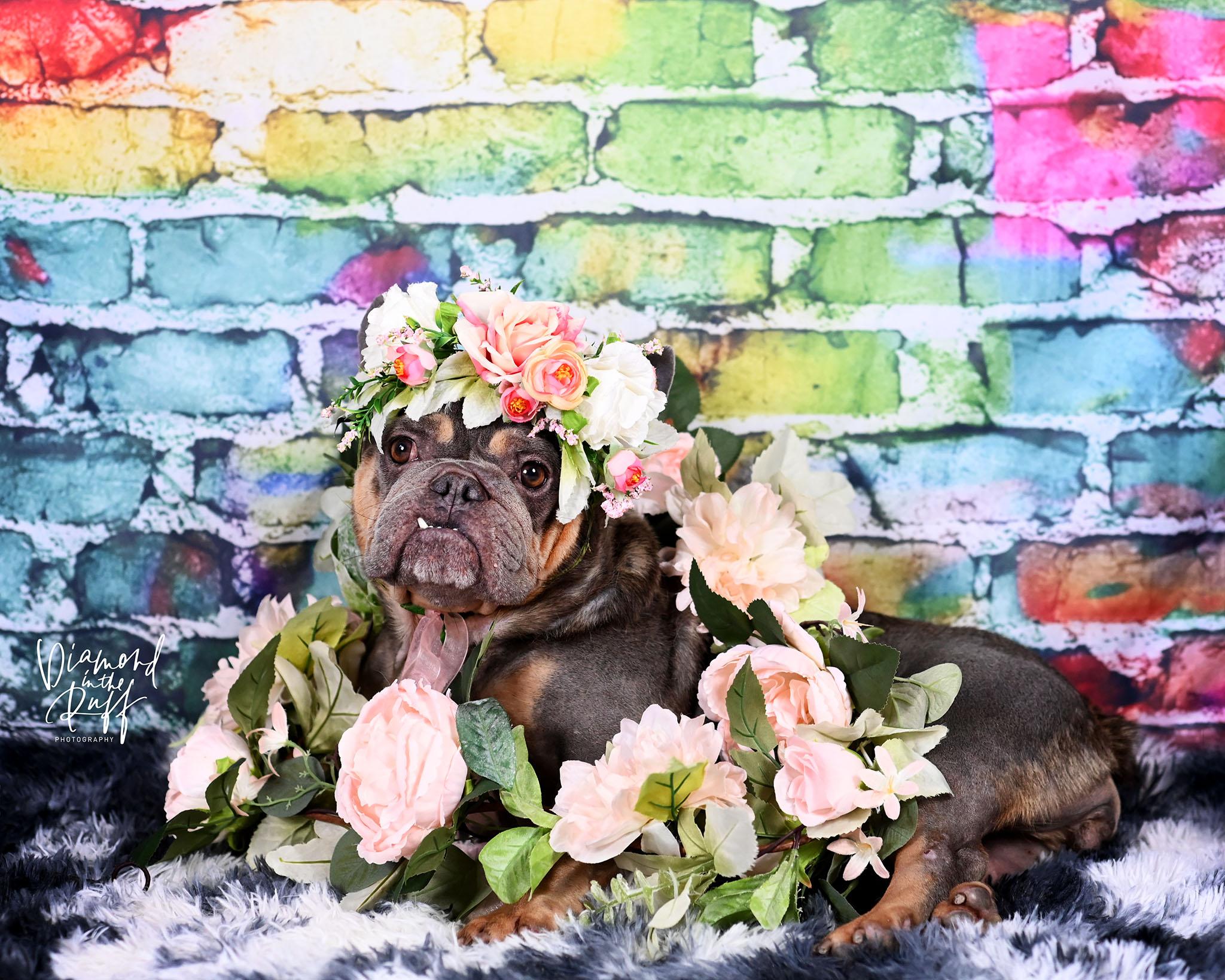 Magli, a ADOPTABLE French Bulldog in New Port Richey, FL image 5/6