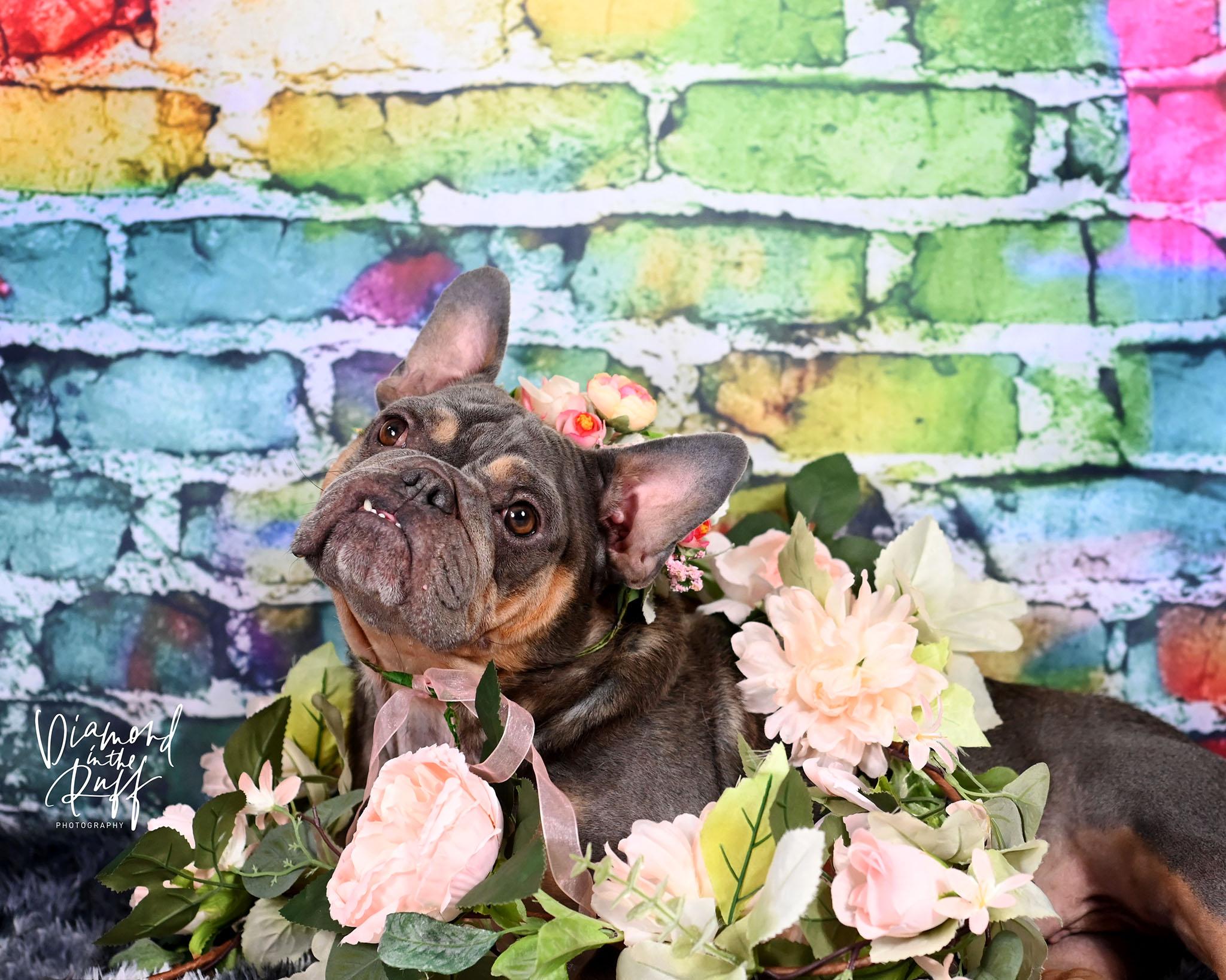 Magli, a ADOPTABLE French Bulldog in New Port Richey, FL image 6/6