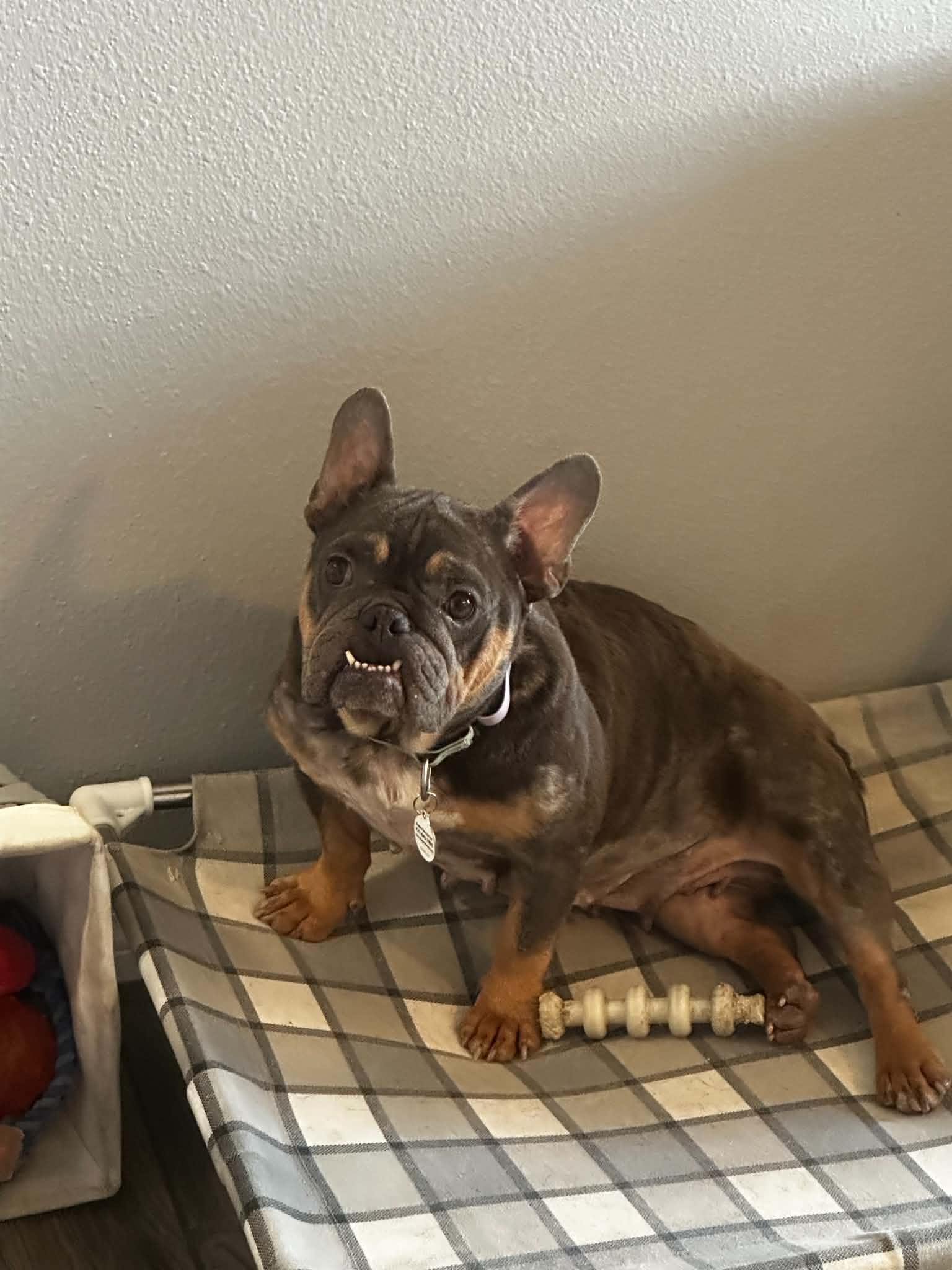 Magli, a ADOPTABLE French Bulldog in New Port Richey, FL image 4/6