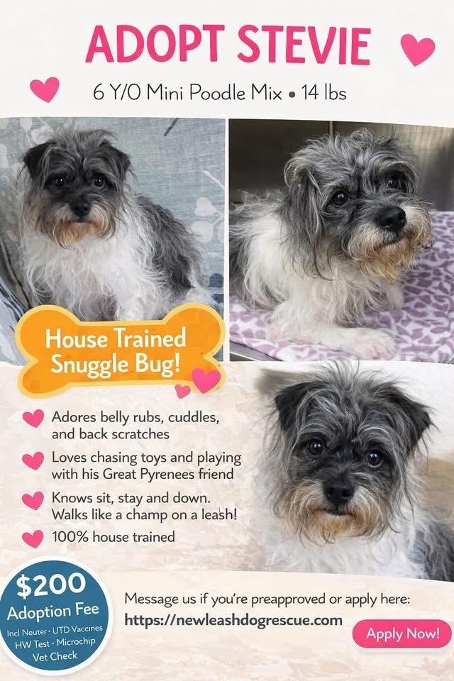 Stevie, Adoptable, Adult Male Poodle.