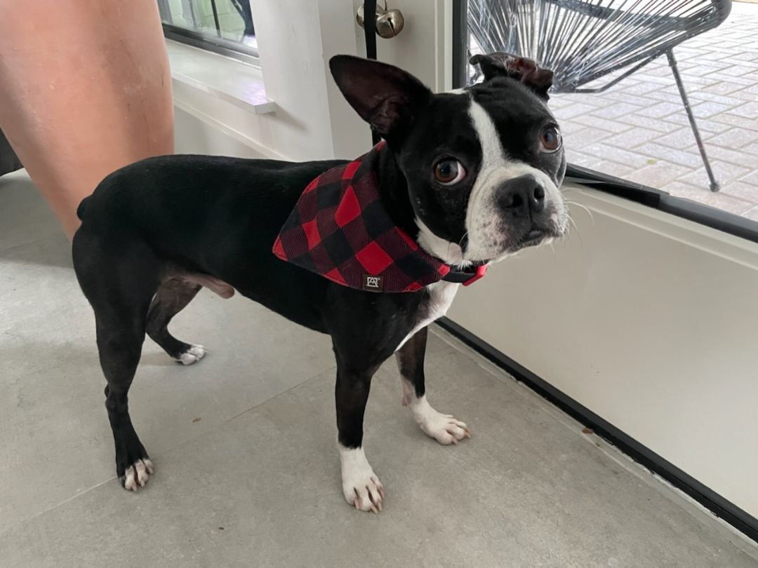 WILLEM - Adopted!!, a Adoptable Boston Terrier in Spring, TX image 1/6