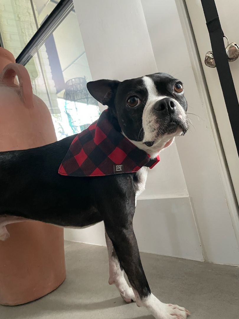 WILLEM - Adopted!!, a Adoptable Boston Terrier in Spring, TX image 2/6