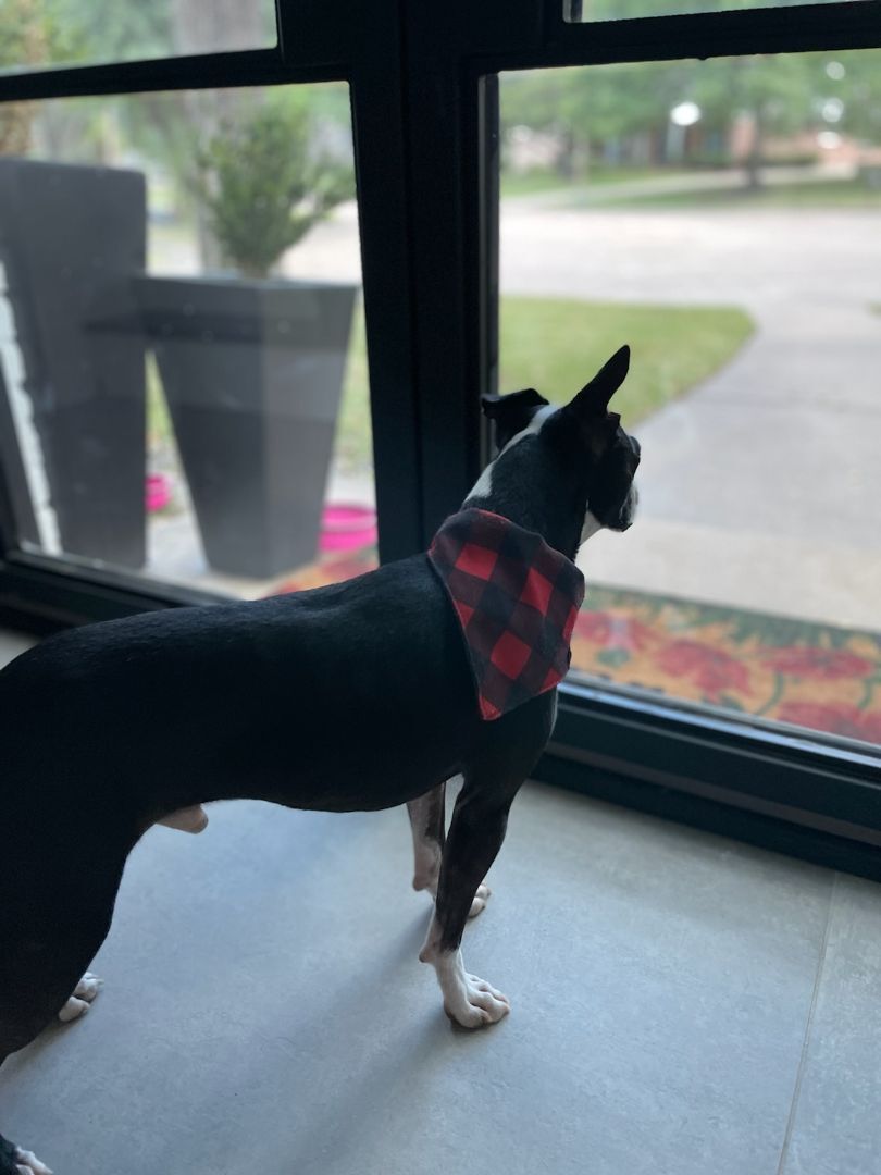 WILLEM - Adopted!!, a Adoptable Boston Terrier in Spring, TX image 3/6