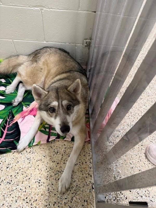 Tanuki, Adoptable, Adult Female Mixed Breed.