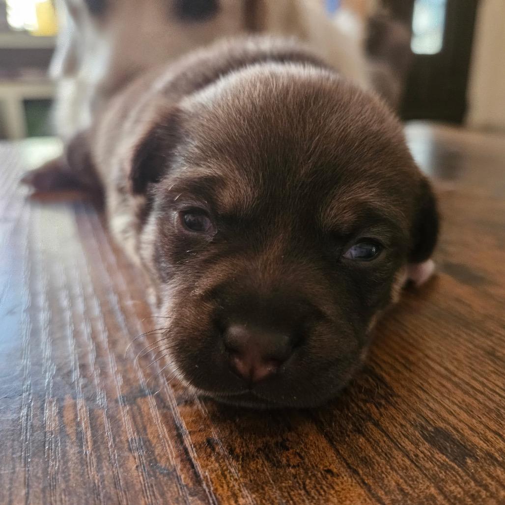 Ollie, Adoptable, Puppy Male Chihuahua.