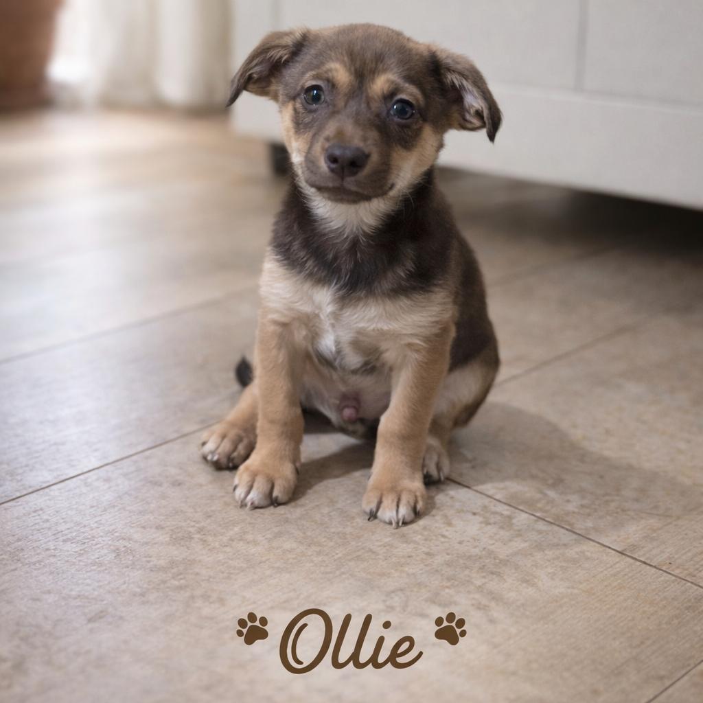 Enlarge Ollie, a Adoptable Chihuahua in Phoenix, AZ image 2/5