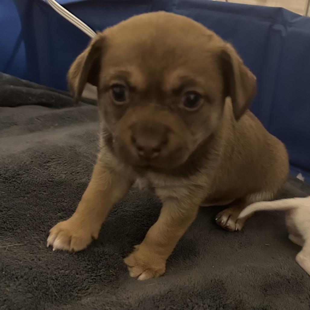 Enlarge Ollie, a Adoptable Chihuahua in Phoenix, AZ image 2/4