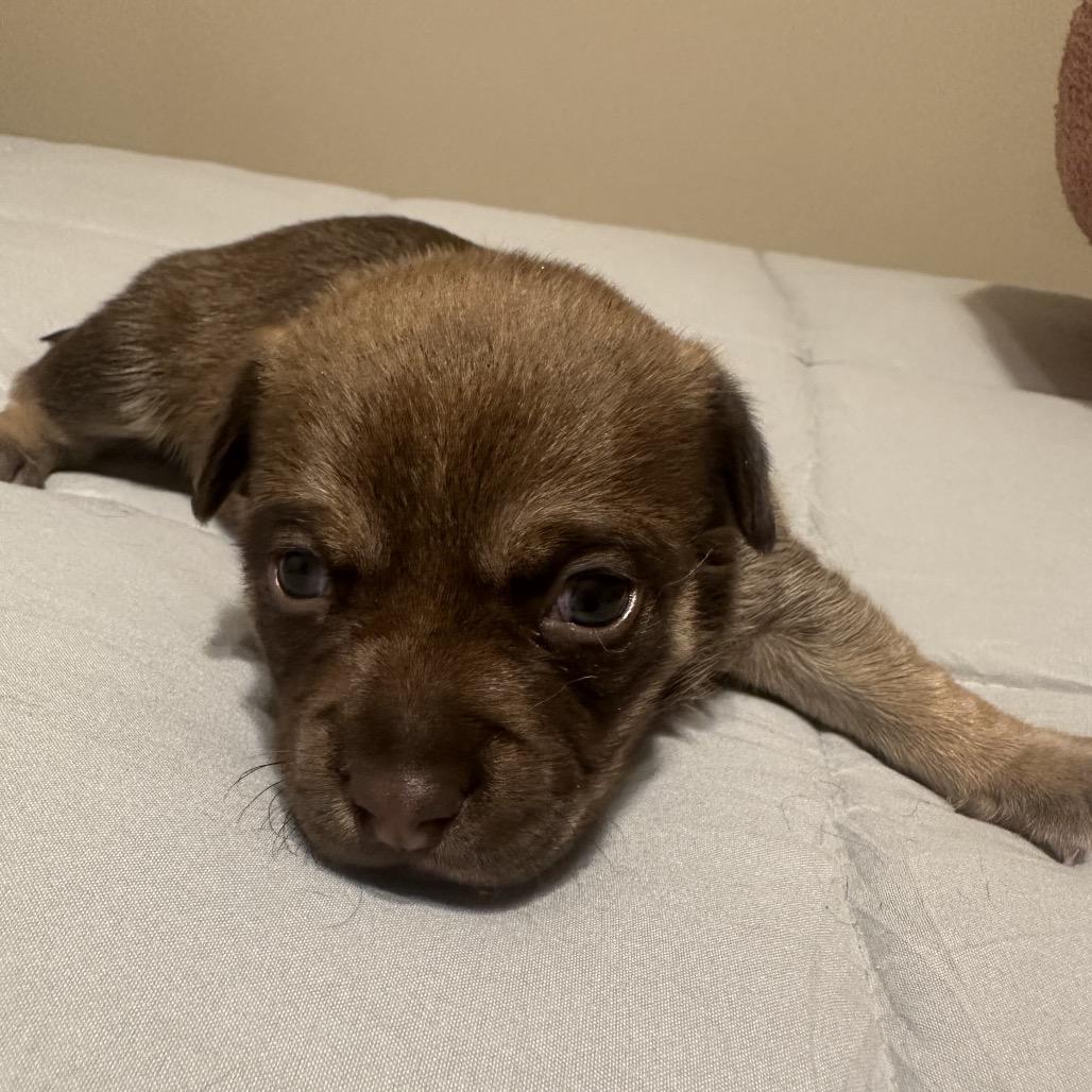 Enlarge Ollie, a Adoptable Chihuahua in Phoenix, AZ image 3/4