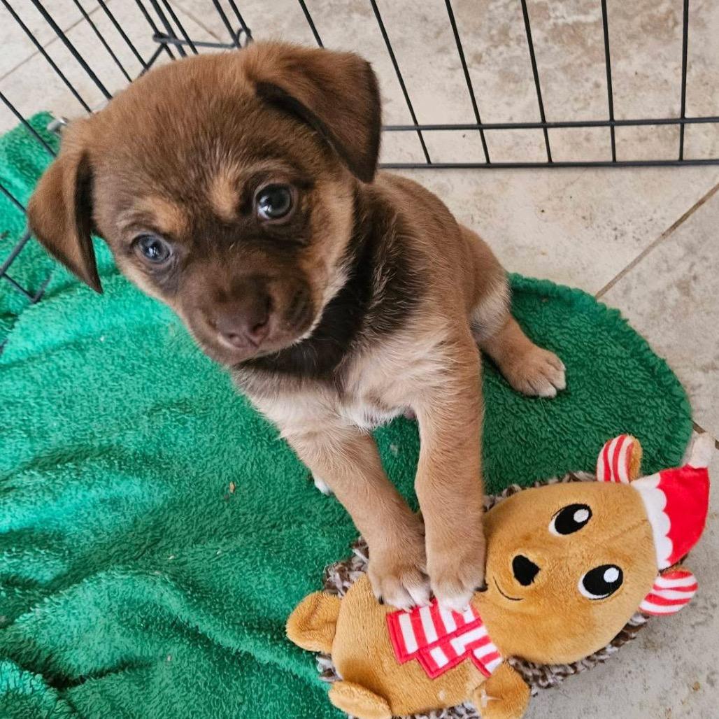Enlarge Ollie, a Adoptable Chihuahua in Phoenix, AZ image 4/4