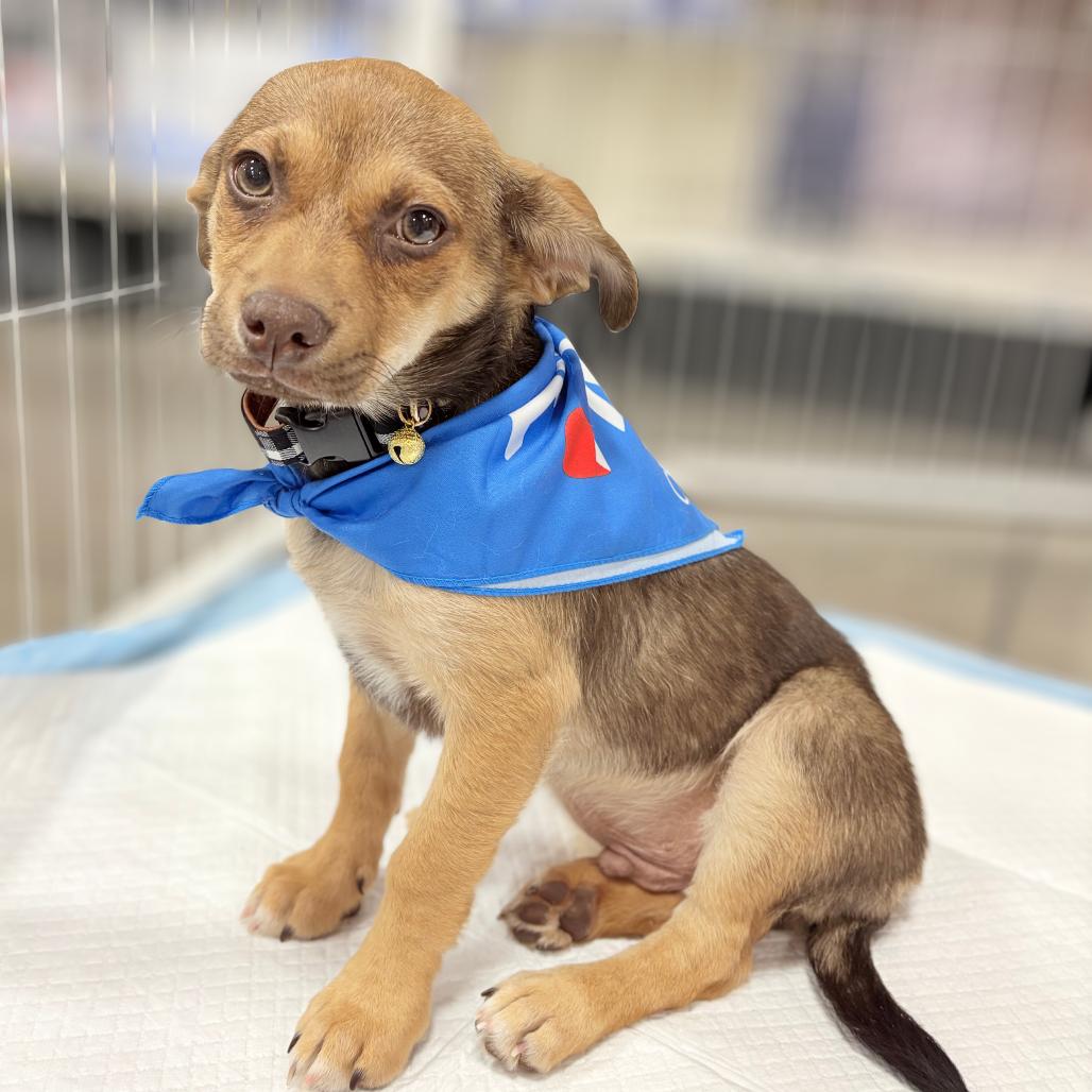 Enlarge Ollie, a Adoptable Chihuahua in Phoenix, AZ image 2/2