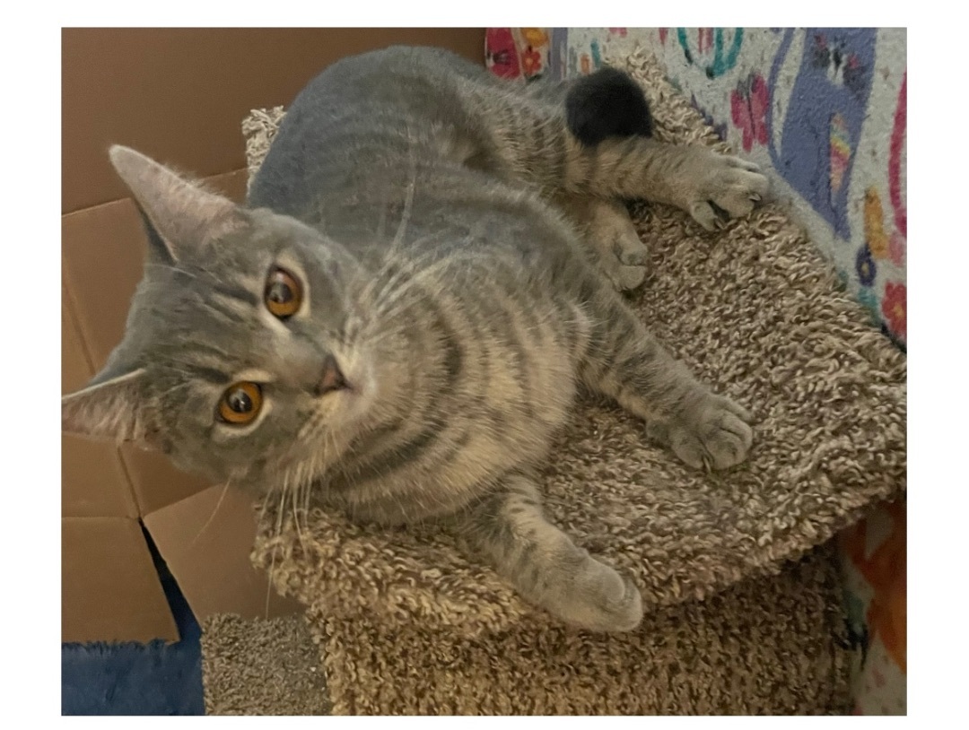 Etta INDOOR ONLY , a Adoptable mixed breed in Stockton, CA image 1/12