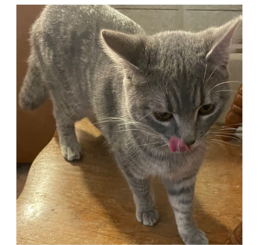 Etta INDOOR ONLY , a Adoptable mixed breed in Stockton, CA image 2/12