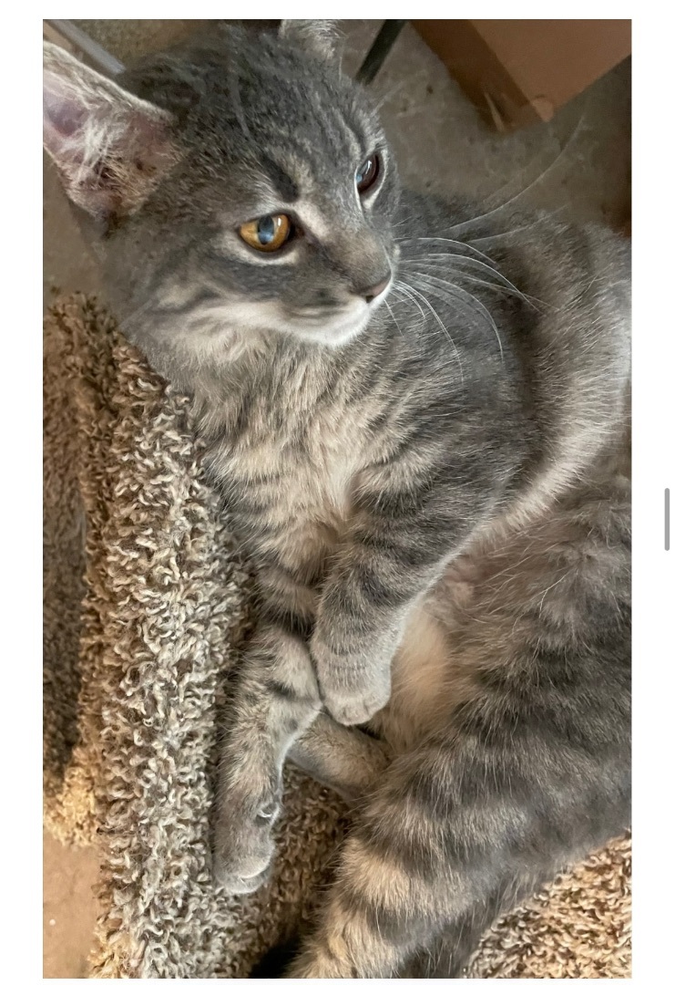 Etta INDOOR ONLY , a Adoptable mixed breed in Stockton, CA image 3/12