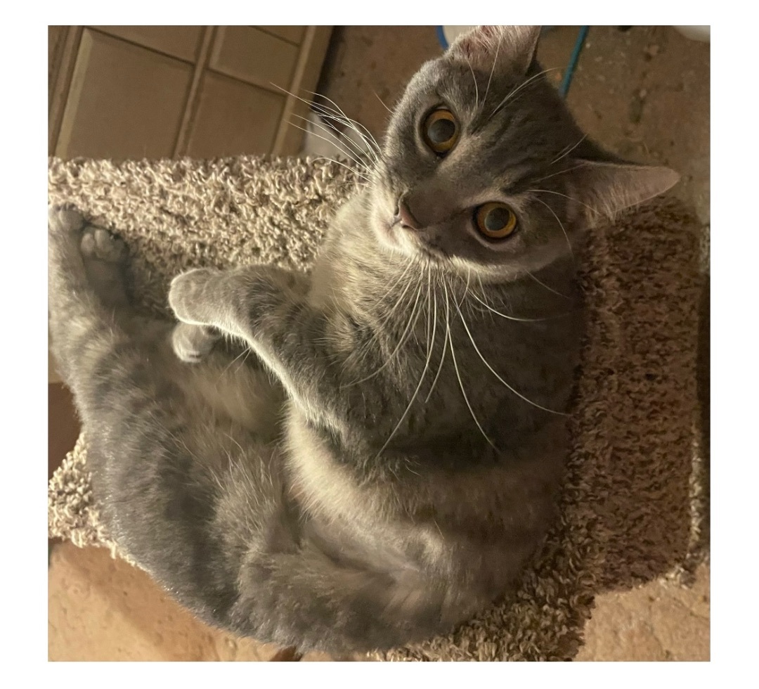 Etta INDOOR ONLY , Adoptable, Young Female Domestic Short Hair.