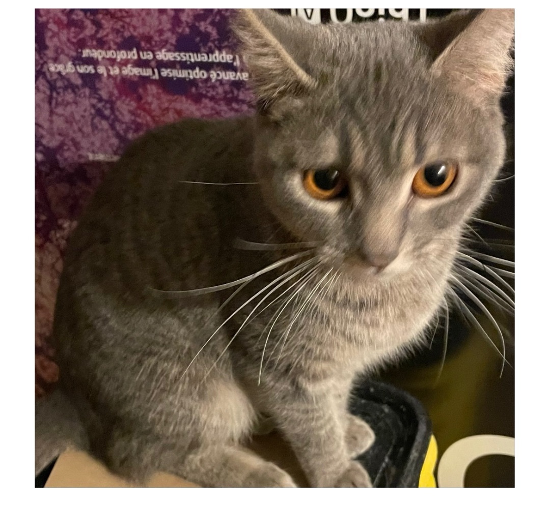 Etta INDOOR ONLY , a Adoptable mixed breed in Stockton, CA image 5/12