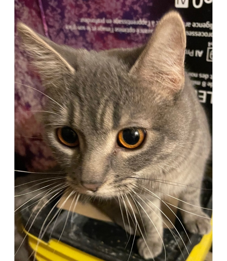 Etta INDOOR ONLY , a Adoptable mixed breed in Stockton, CA image 6/12