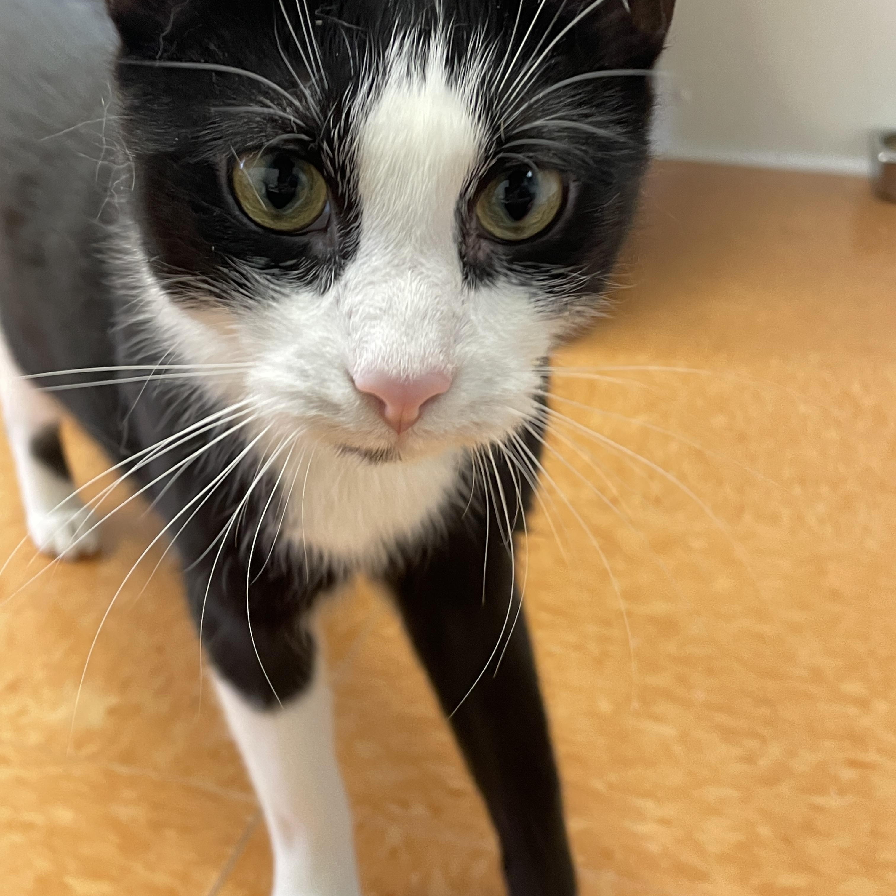 Elton, Young Male Domestic Short Hair