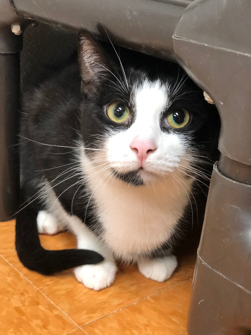 Enlarge Elton, a Adoptable Domestic Short Hair in Rochester, NY image 2/6