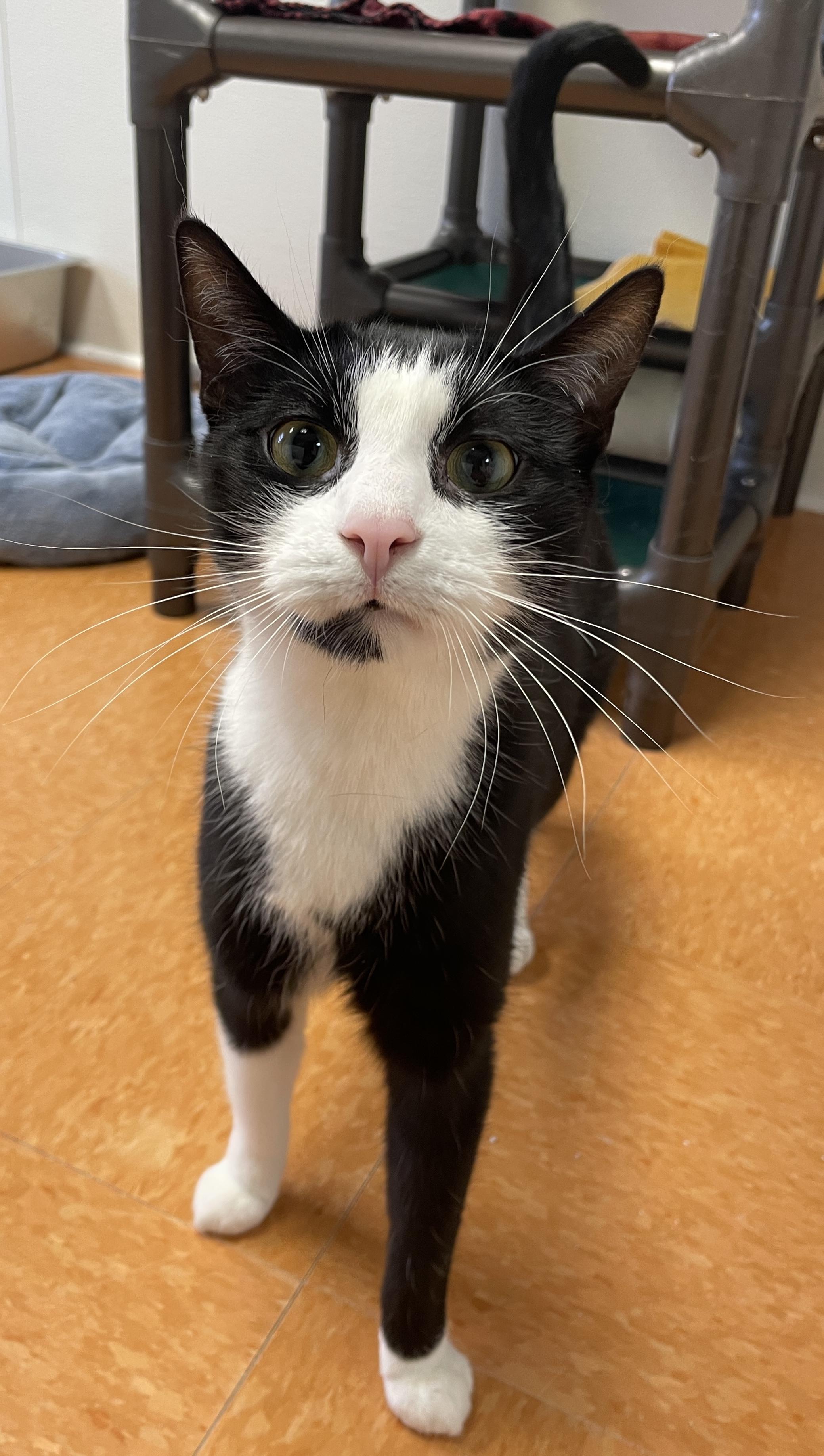 Enlarge Elton, a Adoptable Domestic Short Hair in Rochester, NY image 3/6