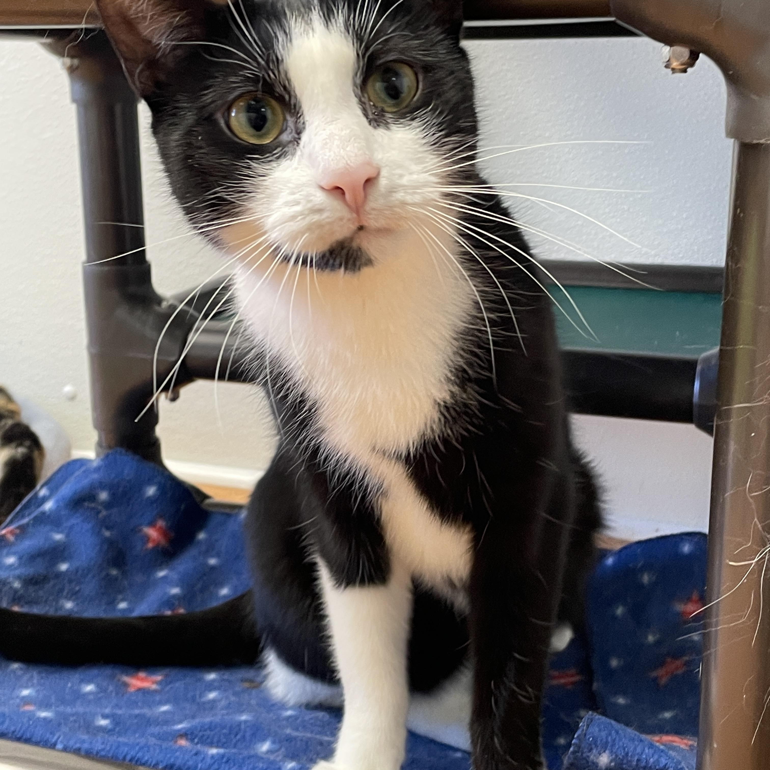 Enlarge Elton, a Adoptable Domestic Short Hair in Rochester, NY image 6/6