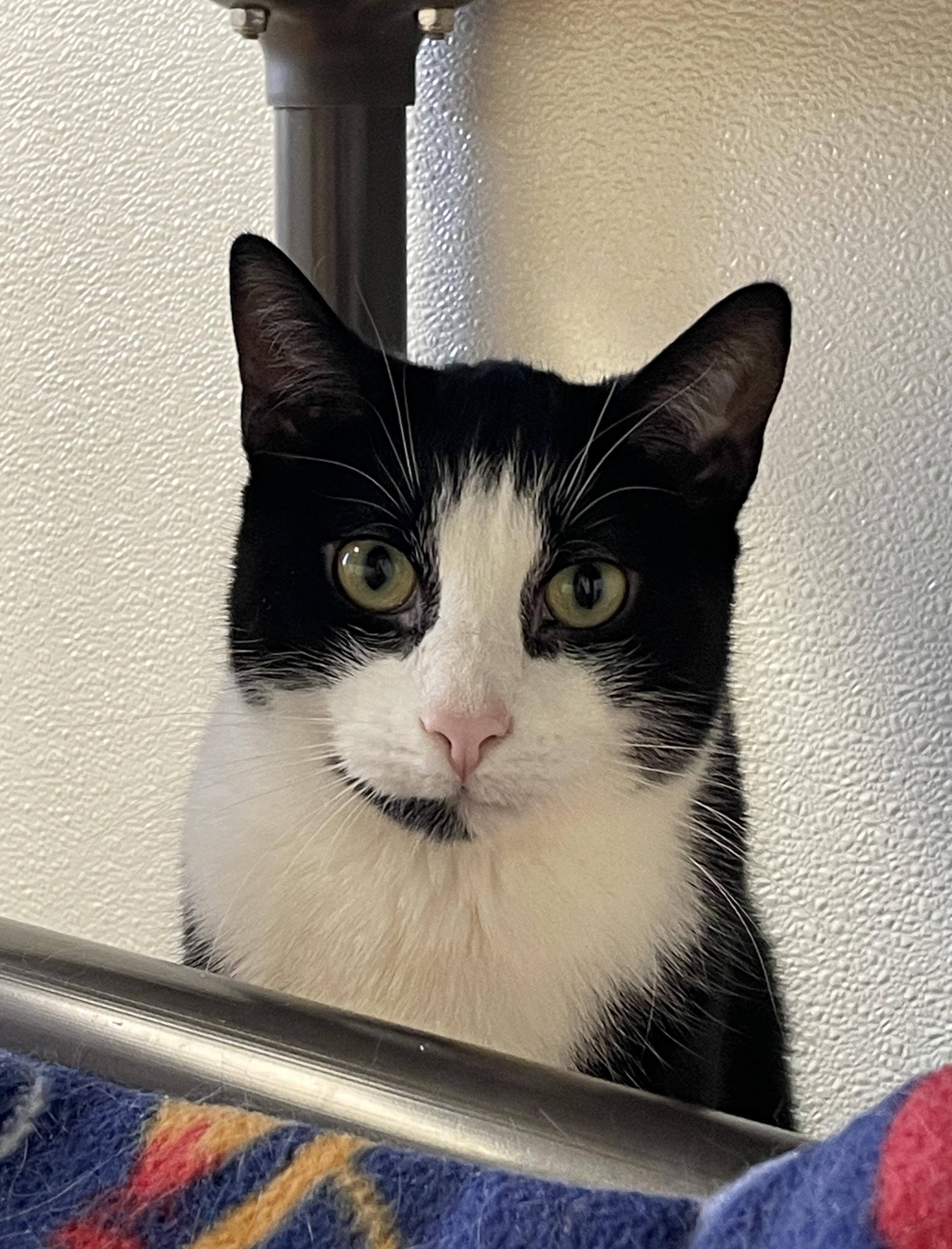 Enlarge Elton, a Adoptable Domestic Short Hair in Rochester, NY image 4/6