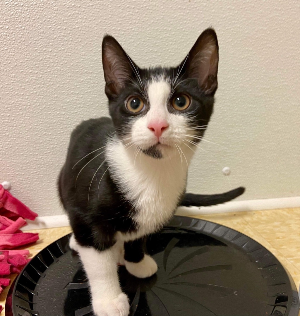 Enlarge Elton, a Adoptable Domestic Short Hair in Rochester, NY image 5/6