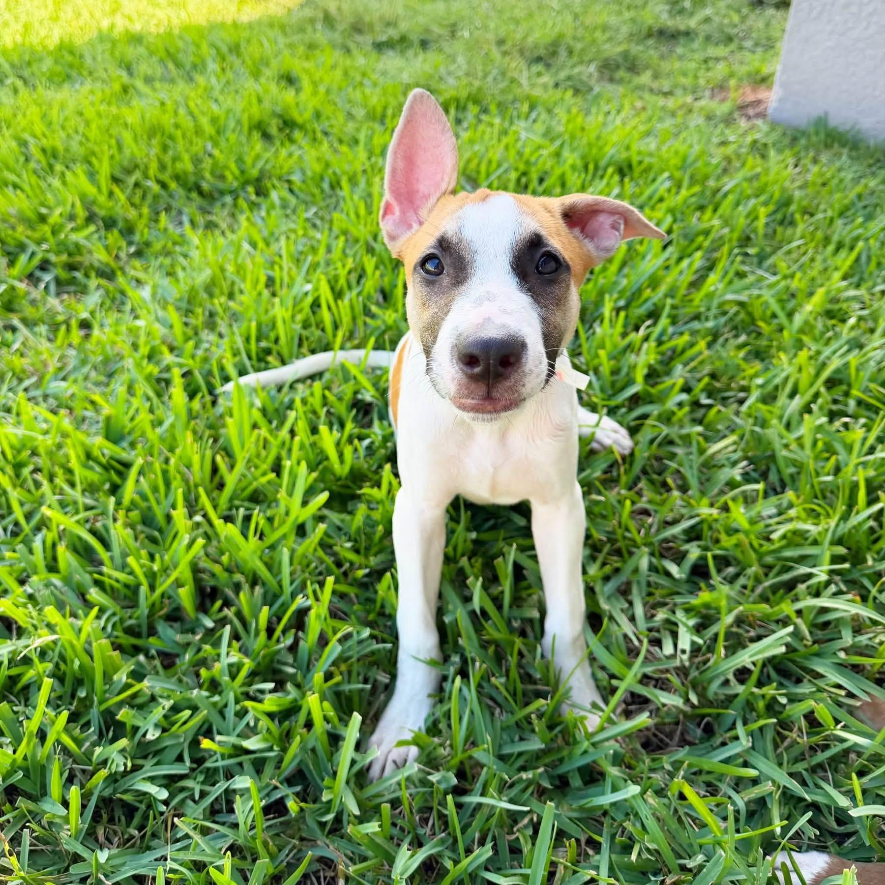 Enlarge Poppi, a Adoptable Mixed Breed in Lutz, FL image 1/1