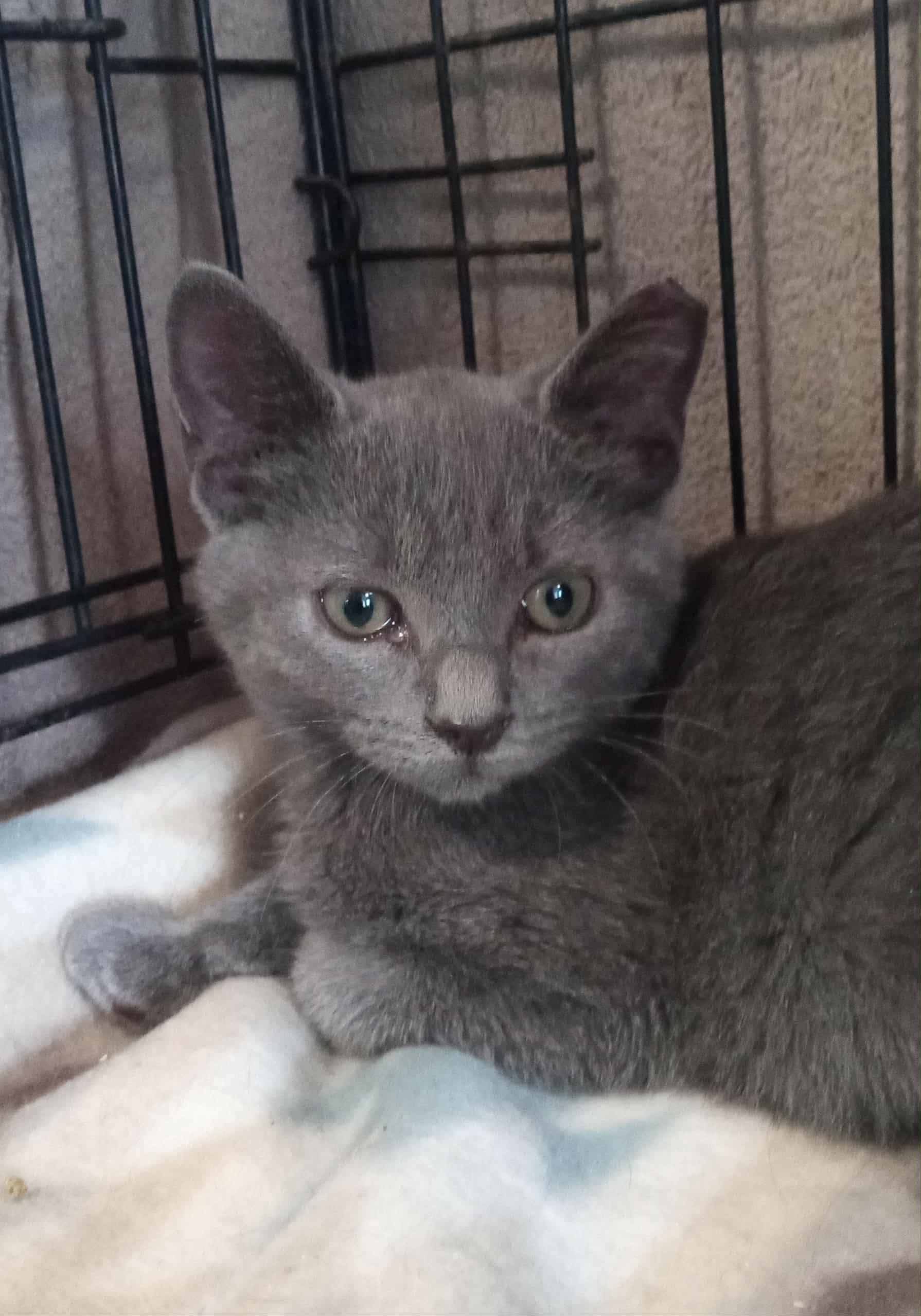 Monica (Black) Sibling Duo! Please read!, a Adoptable Domestic Short Hair in Washington, NC image 4/5