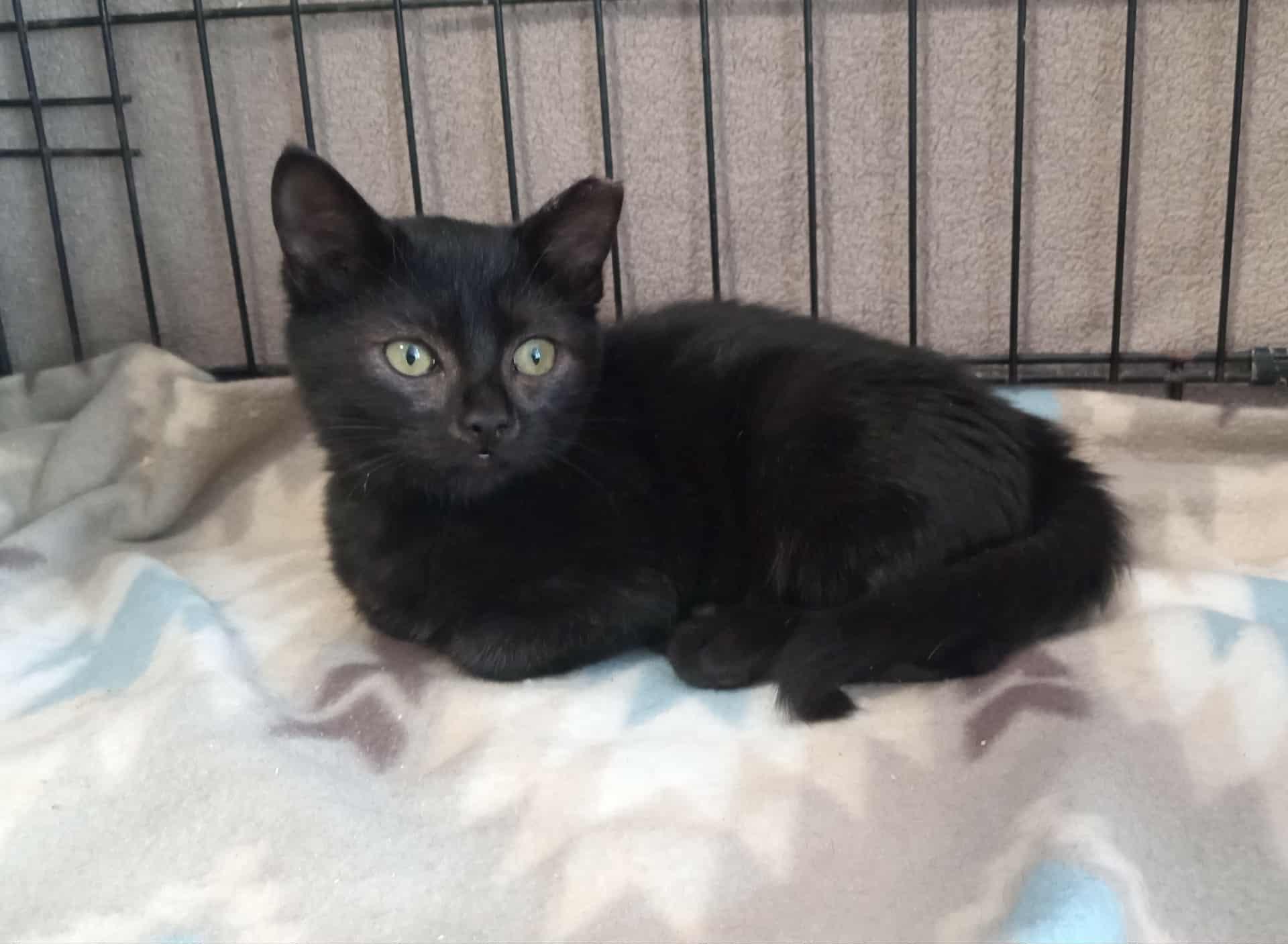 Monica (Black) Sibling Duo! Please read!, a Adoptable Domestic Short Hair in Washington, NC image 2/5