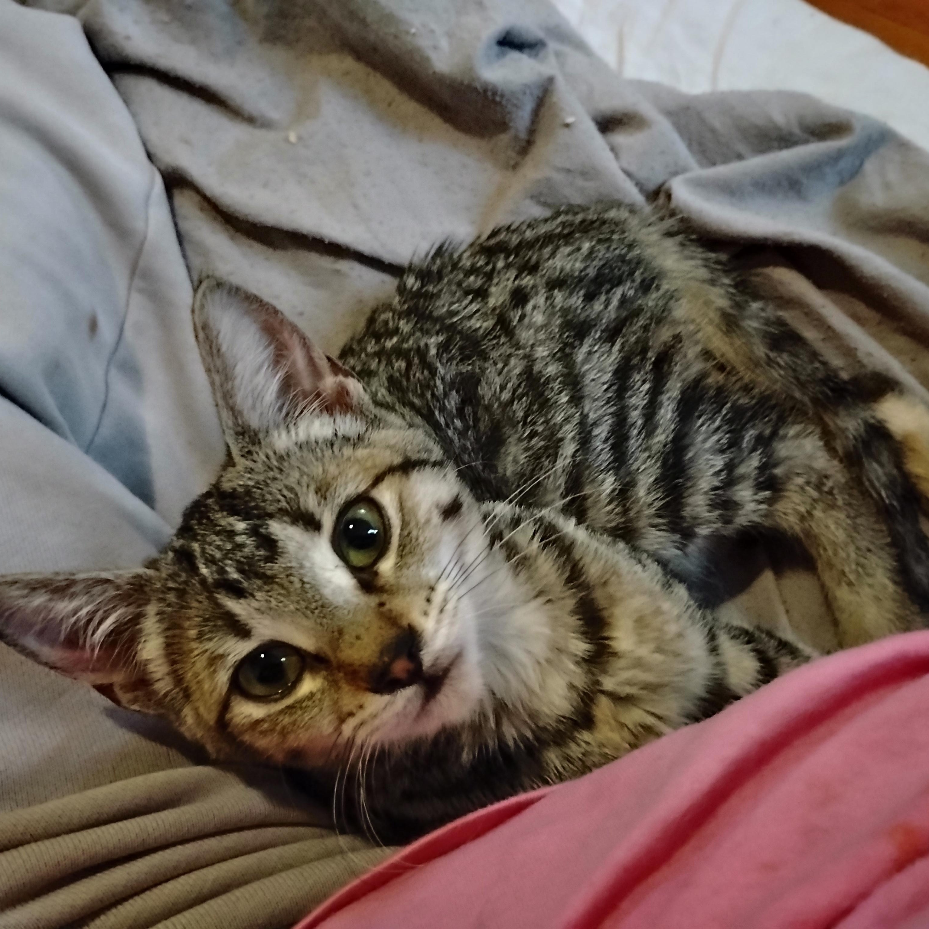 Enlarge Tiggy, a Adoptable Domestic Short Hair in Woodland, CA image 3/5